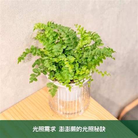 辦公桌 植物 位置|辦公室植物養護全攻略